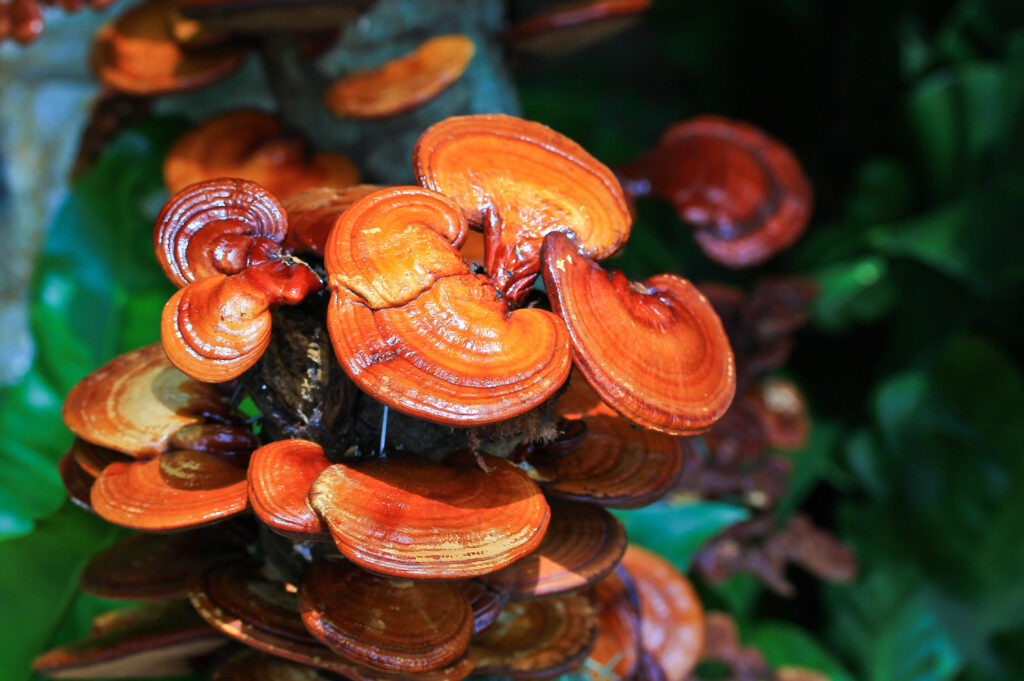 Reishi