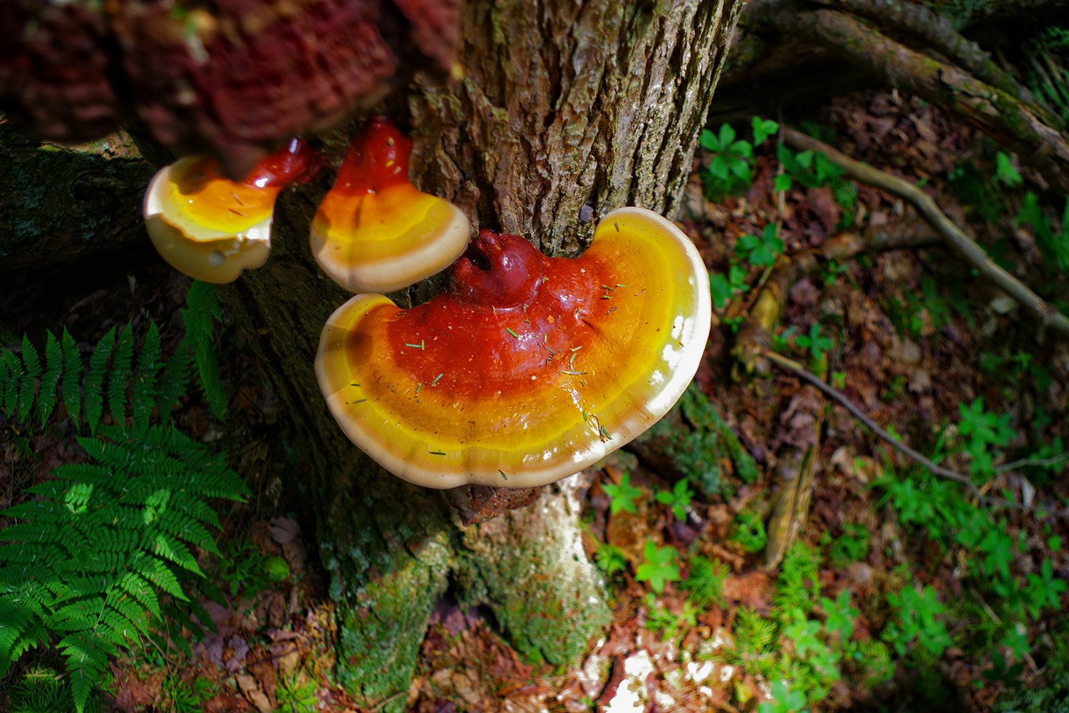 Reishi