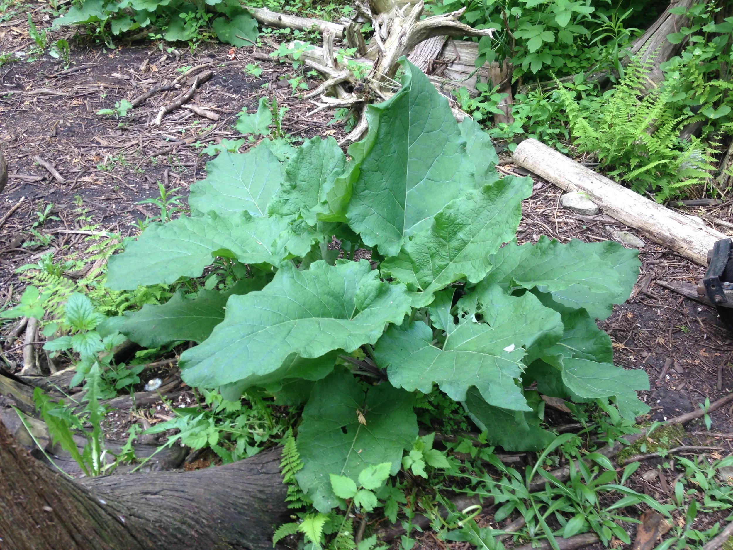burdock plant