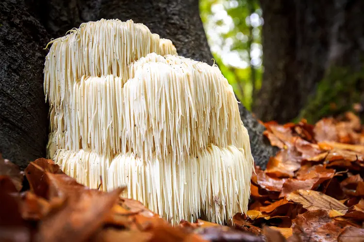 Lions Mane - Hericium Erinaceus